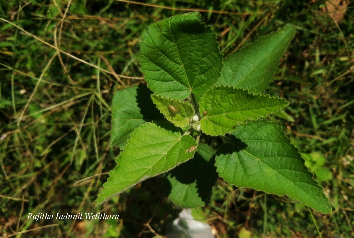 Sida cordifolia L.